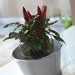 La Salvia E Il Lampone Pove del Grappa