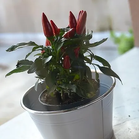 La Salvia E Il Lampone Pove del Grappa