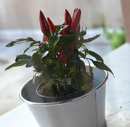 La Salvia E Il Lampone Pove del Grappa